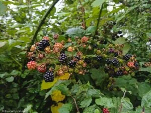The Ultimate Guide to Foraging and Preserving Blackberries