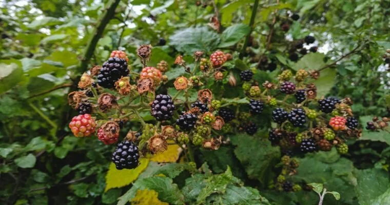 The Ultimate Guide to Foraging and Preserving Blackberries