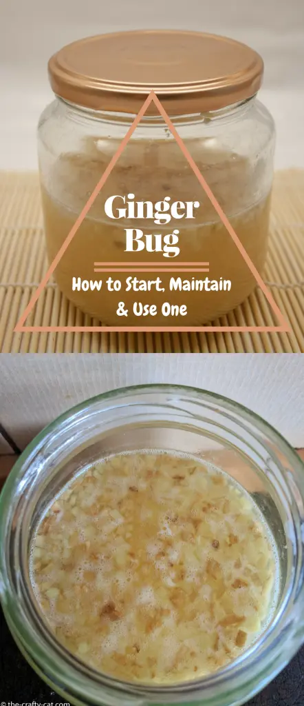 Learn how to start and maintain your own ginger bug and use it to make natural ginger ale and other fermented sodas.