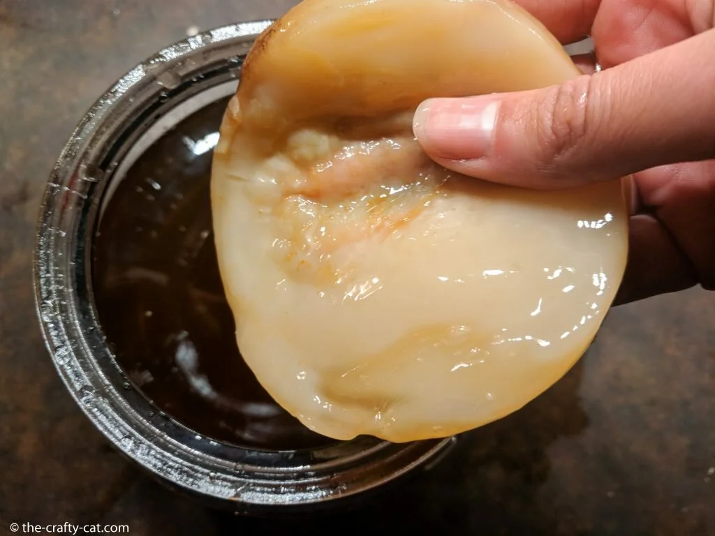 a kombucha SCOBY held above a mason jar of sweet tea